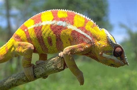 MBG: Madagascar Biodiversity and Conservation - Yellow and red chameleon