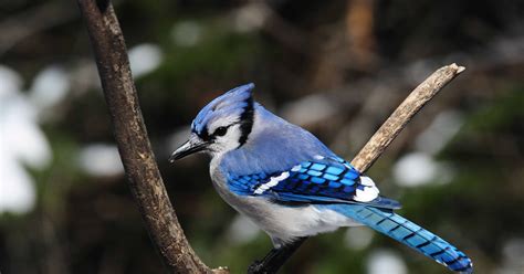 FOR THE BIRDS: Blue jays have an attitude