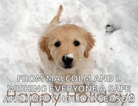 Funny Christmas Puppy GIFs | Tenor