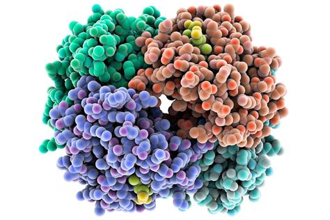 The Function and Structure of Proteins