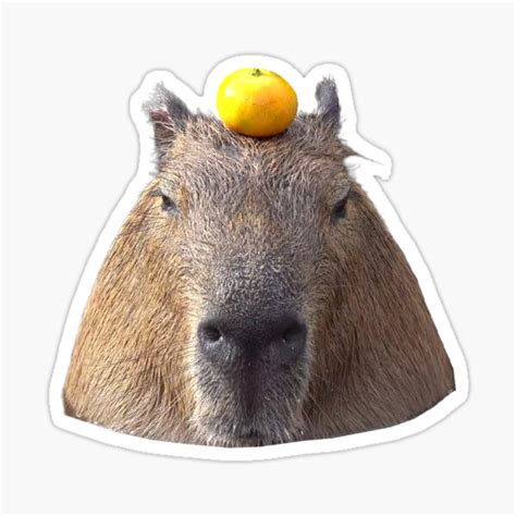 "Capybara with Orange" Sticker for Sale by DeepTyrone | Redbubble