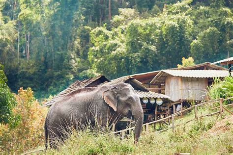 Chiang Mai elephant sanctuary - My Thailand Tours