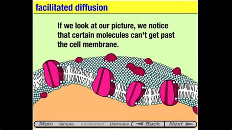 Membrane Transport animation - YouTube