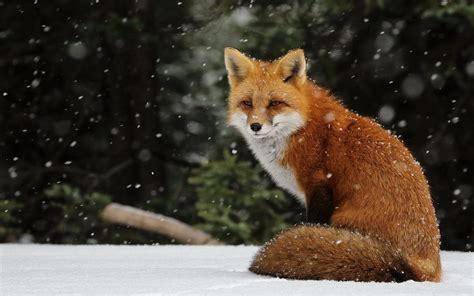 Free download red Fox Wallpapers Animal WallpapersFox Red [1280x800 ...