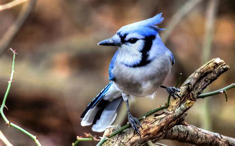 Blue Jay Wallpapers - Wallpaper Cave