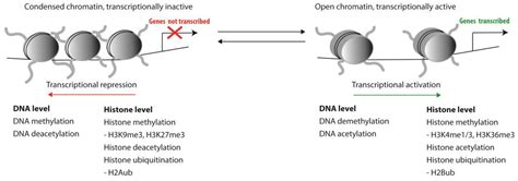 Cells | Free Full-Text | Epigenetic Changes as a Target in Aging ...