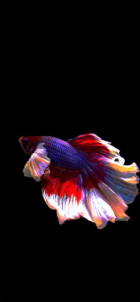 Fish | LIVE Wallpaper - Wallpapers Central | Live fish wallpaper, Betta ...