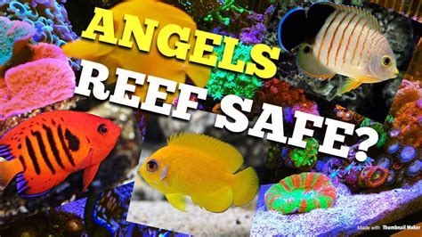 Angel Fish Reef Safe? - YouTube