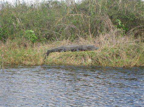 Lake Okeechobee Wildlife Pictures & Sightseeing