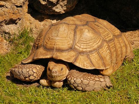 Sulcata Tortoise Facts and Pictures