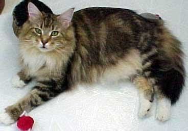 El gato Maine Coon - Canal Mascotas