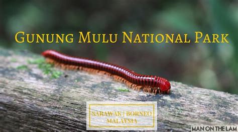 Gunung Mulu National Park & Mulu Caves, Sarawak, Borneo