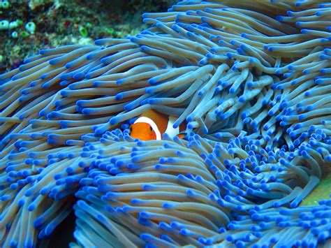 Protecting our Coral Reefs | STEM Newcastle