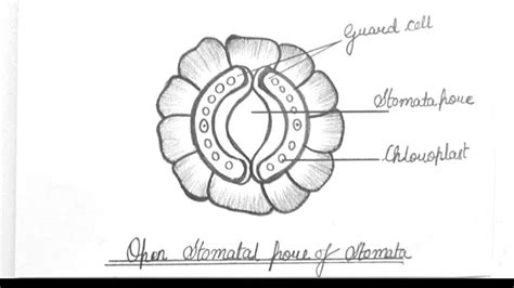 How To Draw Stomata Stomata Diagram Draw A Neat Labeled Diagram | The ...