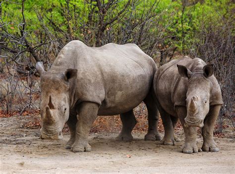 Southern white rhinoceros | Population, Habitat, & Facts | Britannica