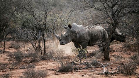 A Detective Pursued Rhino Poachers. Now He’s Dead. - The New York Times