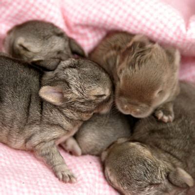 Rearing orphan rabbit kittens - Bishops Stortford Vets