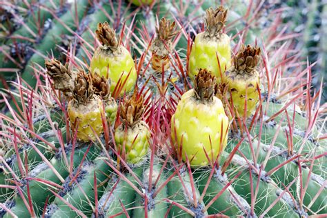 Barrel Cactus Fruit: A Dessert Delicacy | Exotic Gourmand