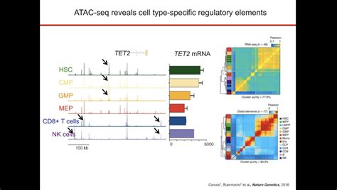 Single Cell ATAC - 10x Genomics