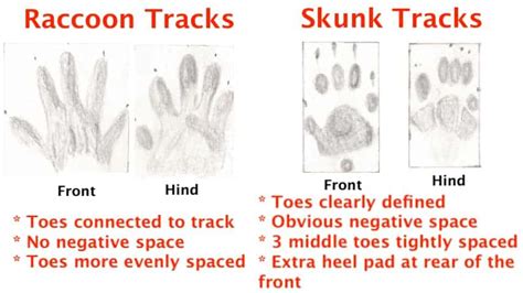 Raccoon Footprints