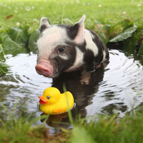 12 Adorable Photos Of Teacup Pigs