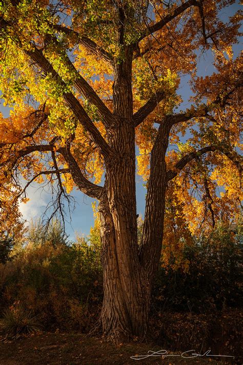 The Old Cottonwood | Cottonwood Tree Fall Colors