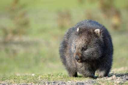 Common Wombat Facts | Course-haired Wombats | Australian Marsupials