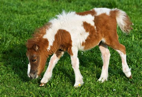 The 12 Smallest Horse Breeds Around the World