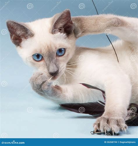 Young Siamese Cat Playing with Feathers Stock Photo - Image of weeks ...