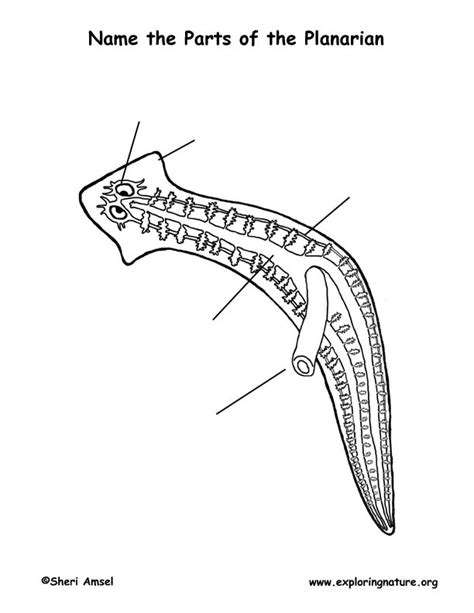 Planaria Under Microscope Labeled