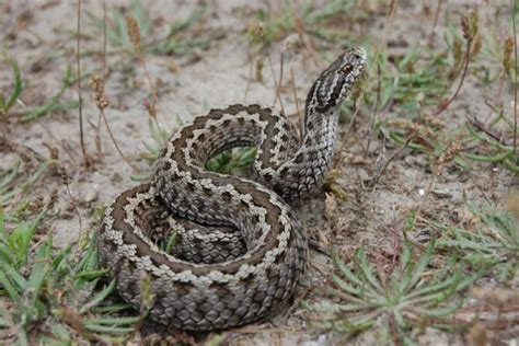 13 Most Dangerous Animals In Italy (Poisonous & Deadly)