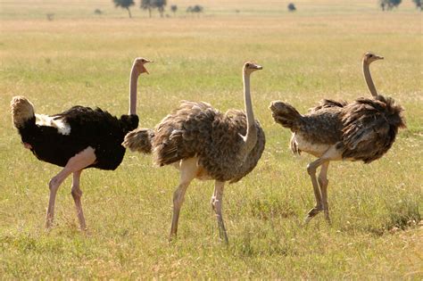 African Savanna Ostrich - Pets Lovers