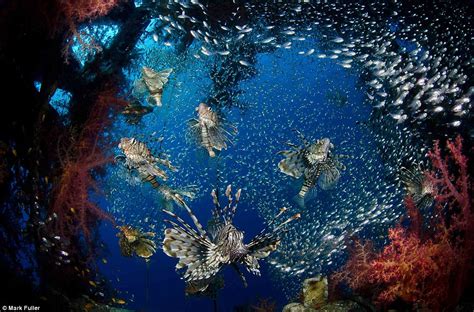 Incredible images of underwater photography captures dazzling colour of ...