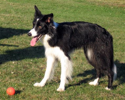 File:Female border collie.jpg