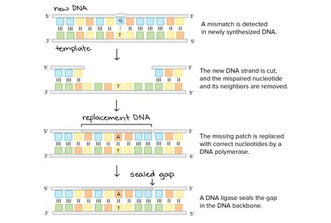 Repair Of Dna - Repair Of Dna - MCAT Content