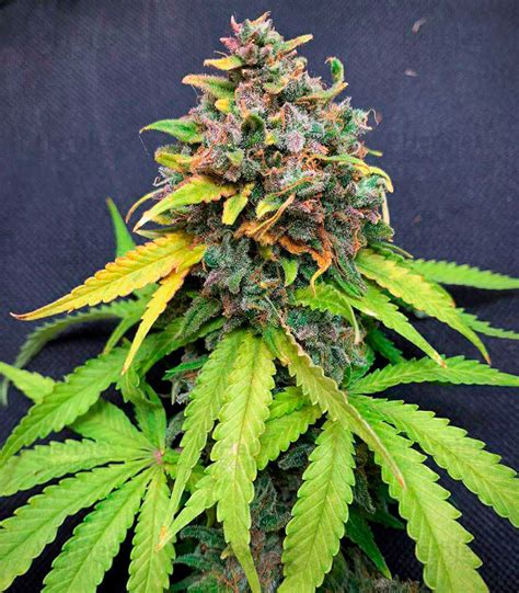 Super Silver Haze fem: seeds for sale, strain information and customer ...