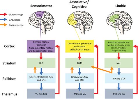 Basal Ganglia Circuit Diagram