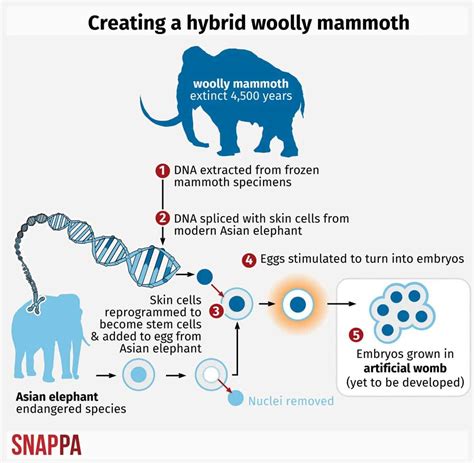 Scientists claim they're close to resurrecting the woolly mammoth