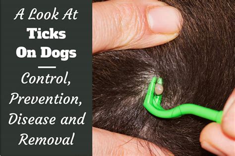 Ticks on Dogs – Control, Prevention, Disease Risk and Removal