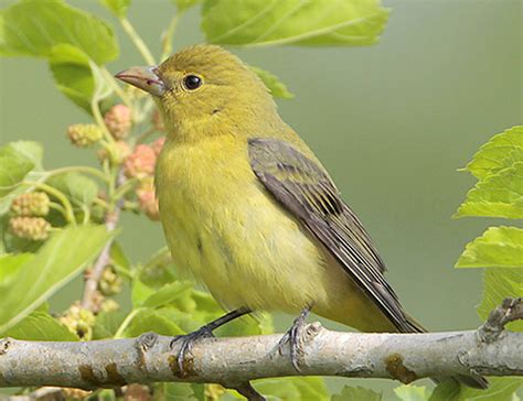 How to Identify Scarlet Tanager - ID, Facts, Diet, Habit & More | Birdzilla