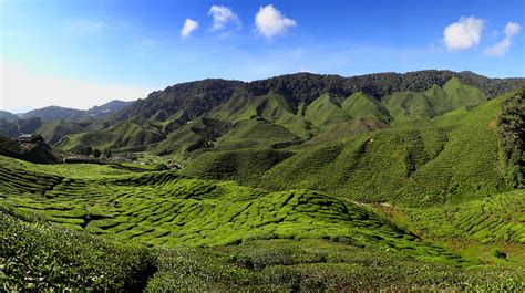 File:Cameron Highlands Tea Plantation 2012.JPG - Wikipedia