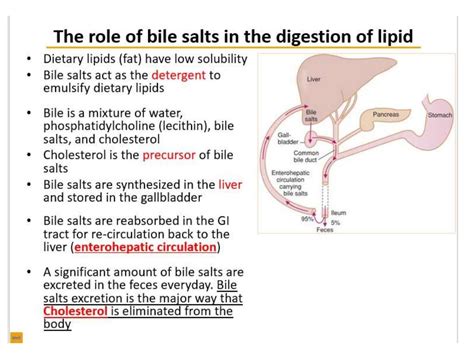 Physiology properties of bile, composition of bile, functions of bile…