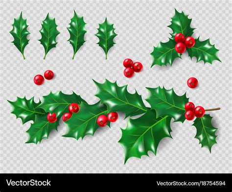 Holly set realistic leaves branch red berries Vector Image