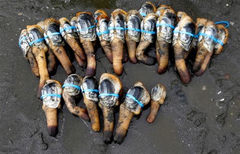 Geoduck farming takes off as demand for clams grows in Asia | The ...