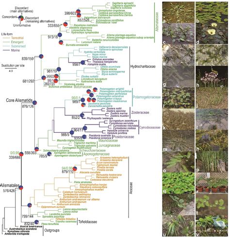 How do plants adapt to aquatic environments?