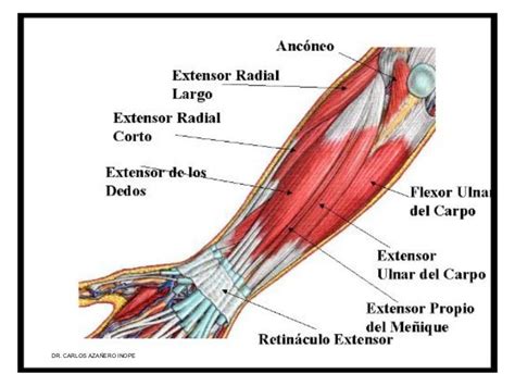 Musculos De La Extremidad Superior