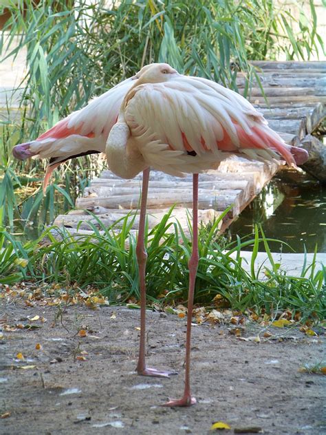 Animals Zoo Flamingo Pink - Free photo on Pixabay - Pixabay