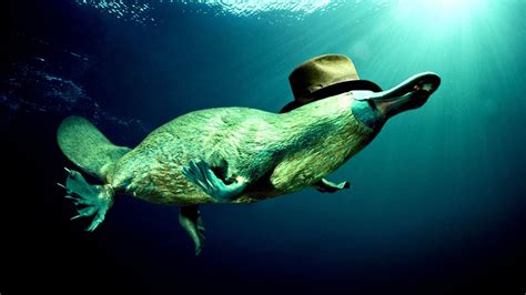 Why Are Platypus Endangered - Danger Choices