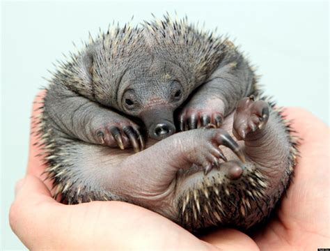 Echidna Puggles Born At Perth Zoo Reportedly Mark Breeding Milestone ...