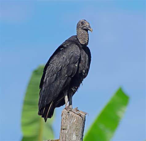 African Vulture Species